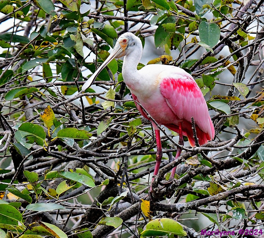 DSC_8037_001.JPG