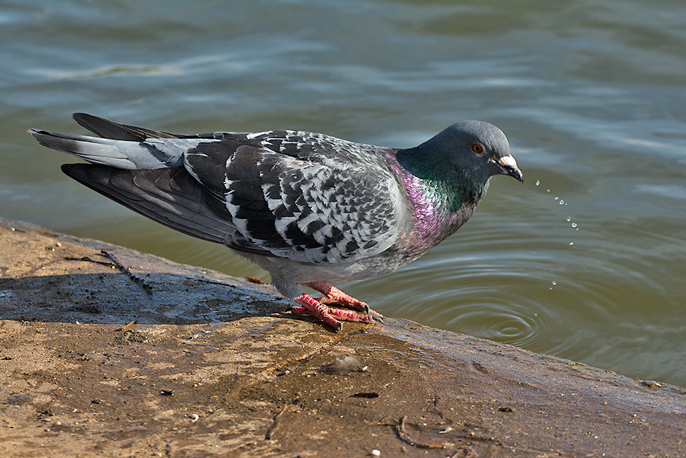 DSC_8038.jpg