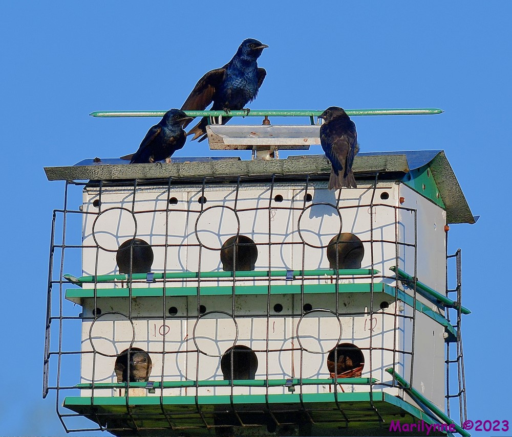 DSC_8039_001.JPG