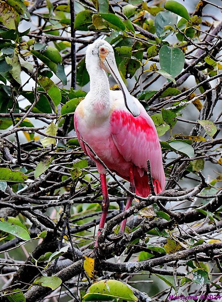 DSC_8039_001.JPG