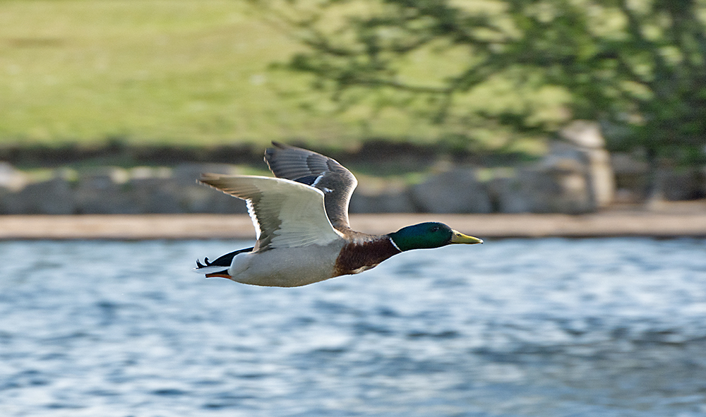 DSC_8040.jpg