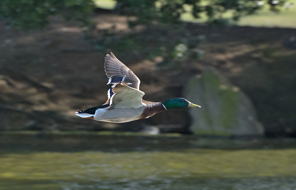 DSC_8041.jpg