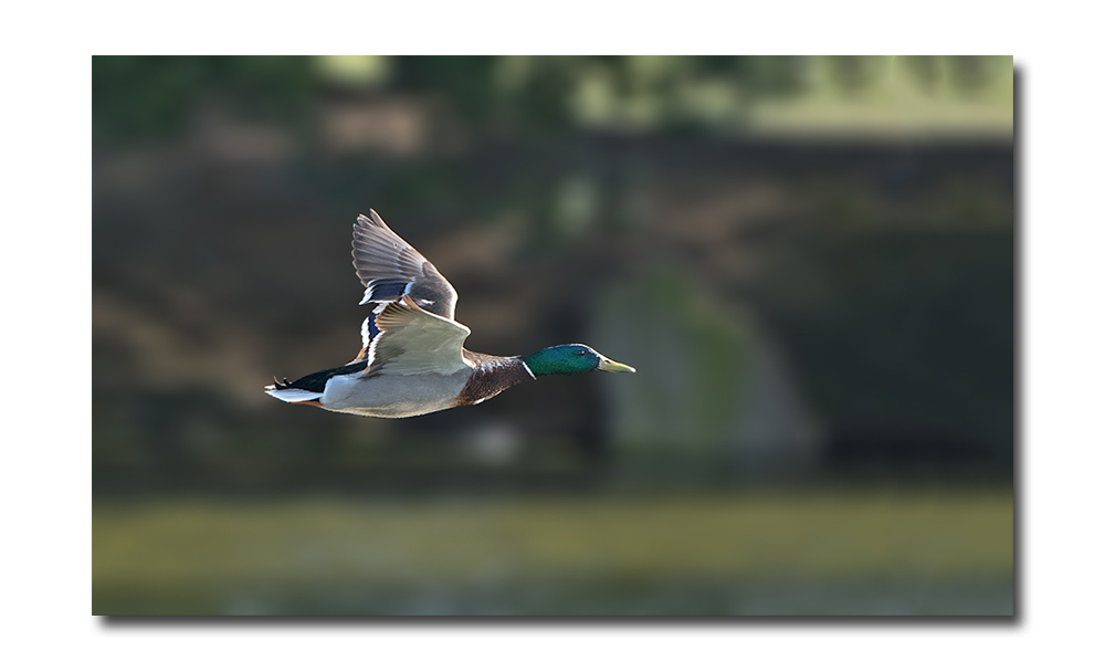 DSC_8041.jpg