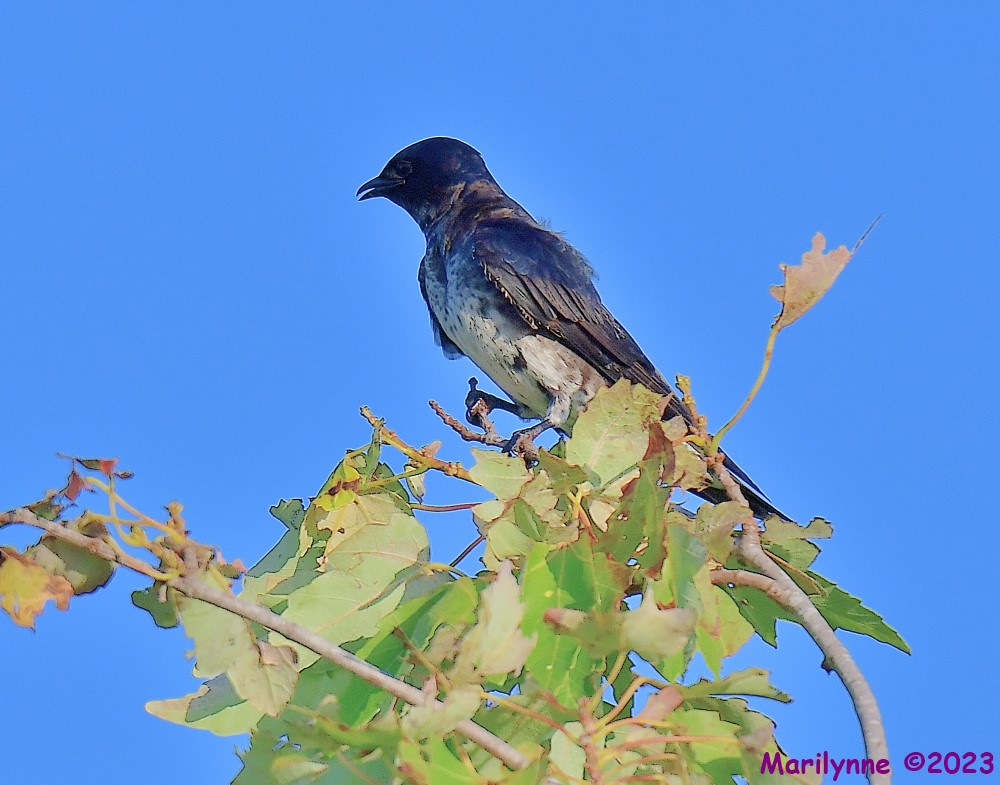 DSC_8041_001.JPG