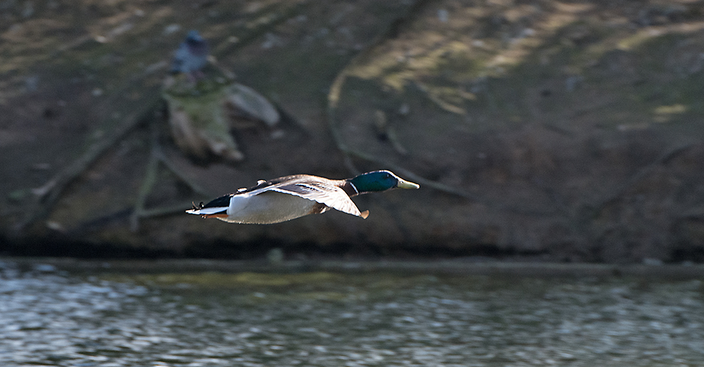DSC_8042.jpg