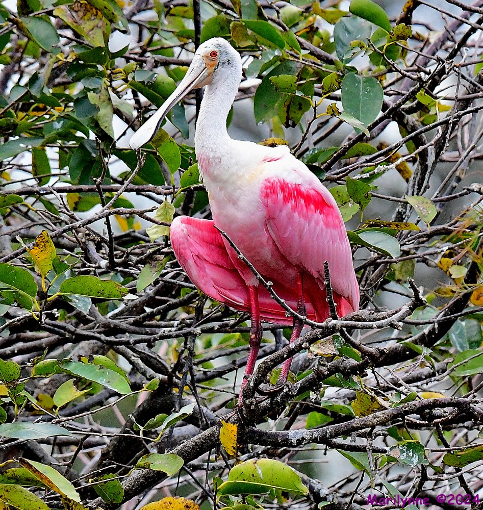 DSC_8042_001.JPG