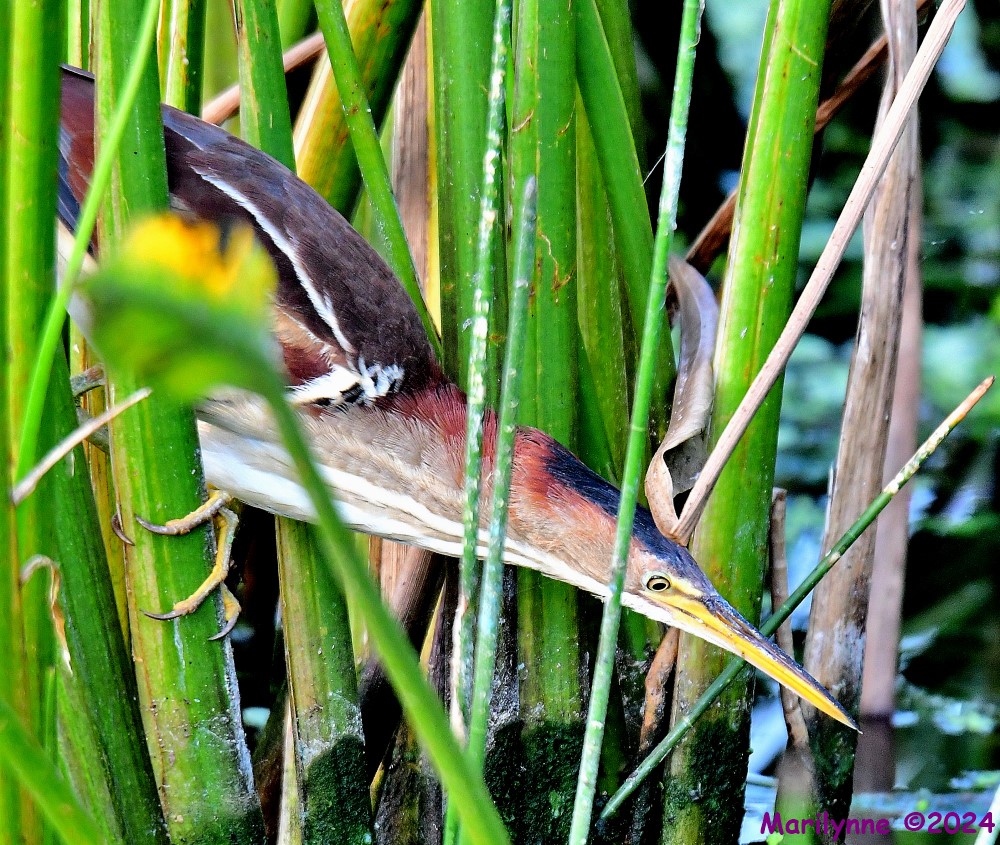 DSC_8042_001.JPG