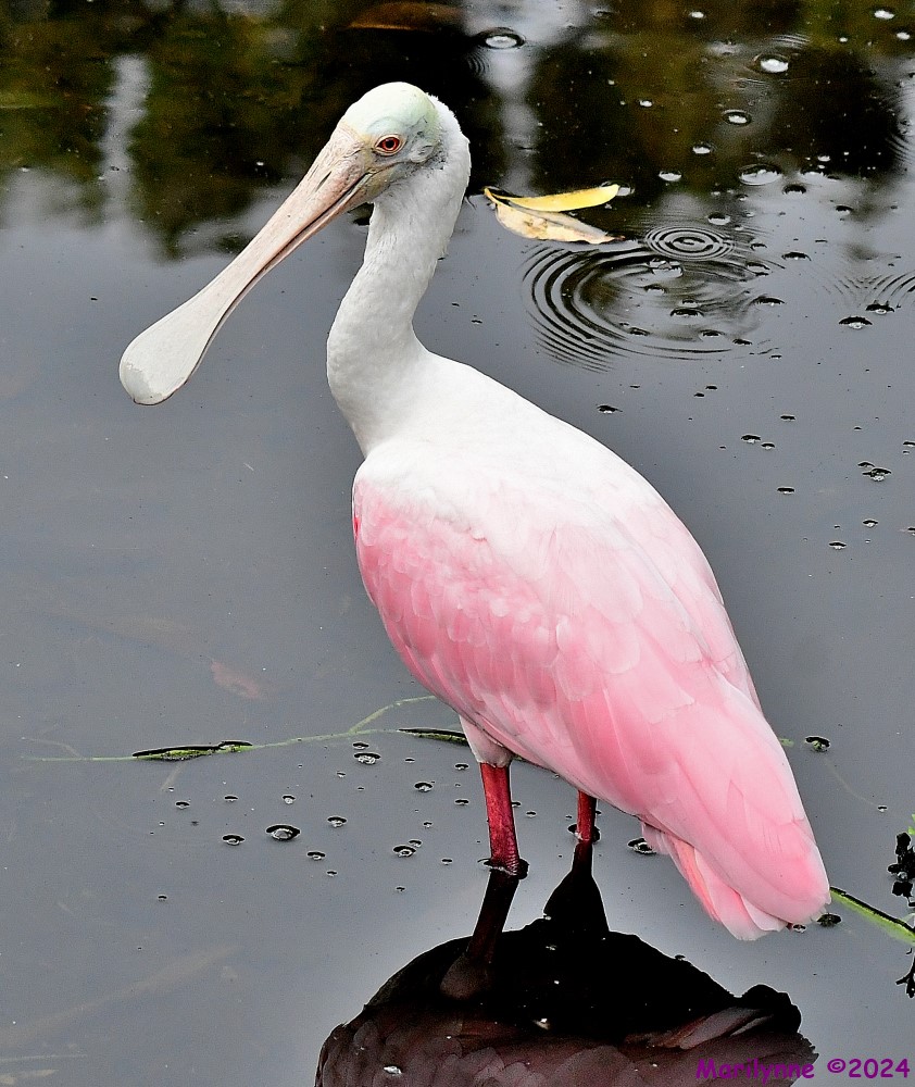 DSC_8042_001.JPG