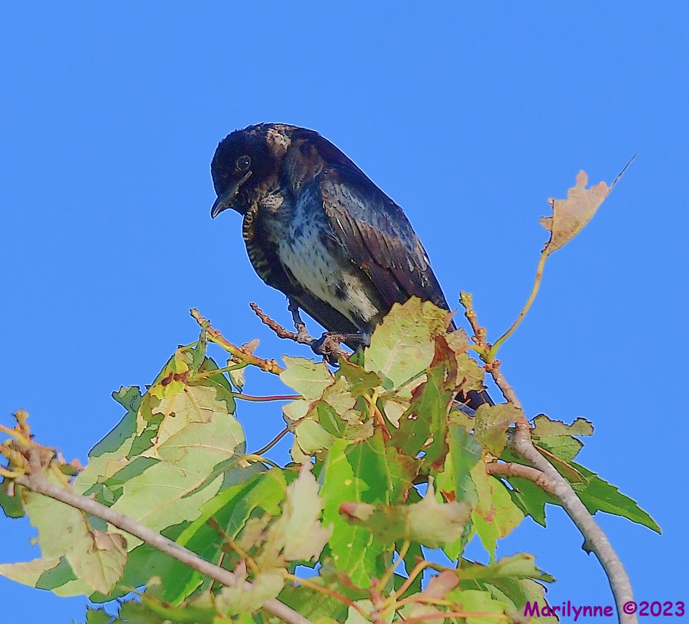 DSC_8043_001.JPG