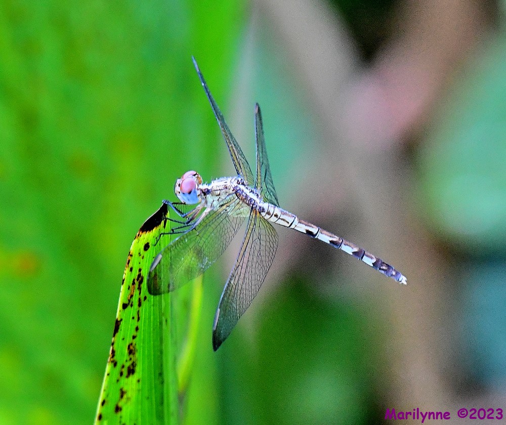 DSC_8044_001.JPG