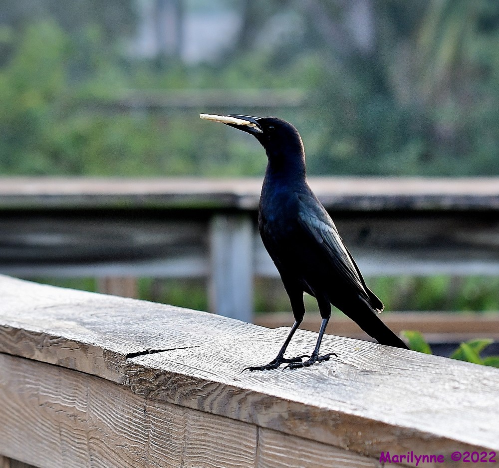 DSC_8046_001.JPG