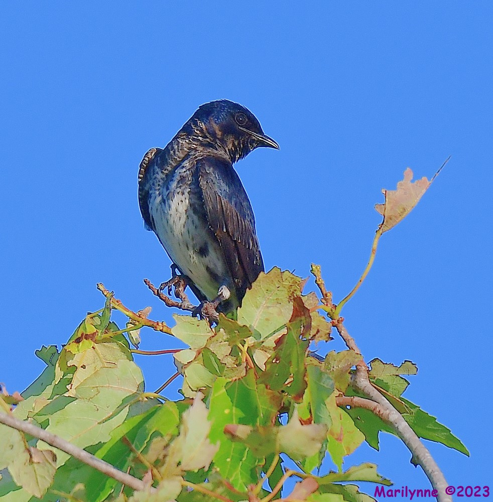 DSC_8046_001.JPG