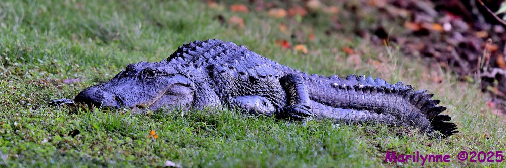 DSC_8046_stitch4_001.JPG