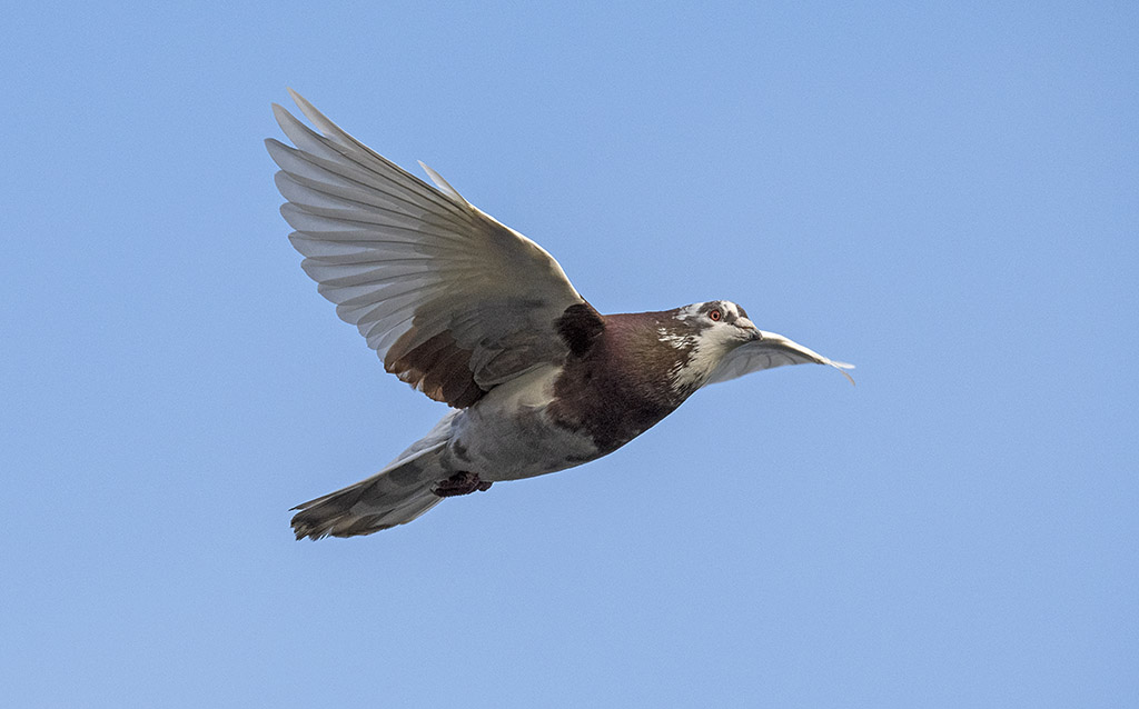 DSC_8047.jpg