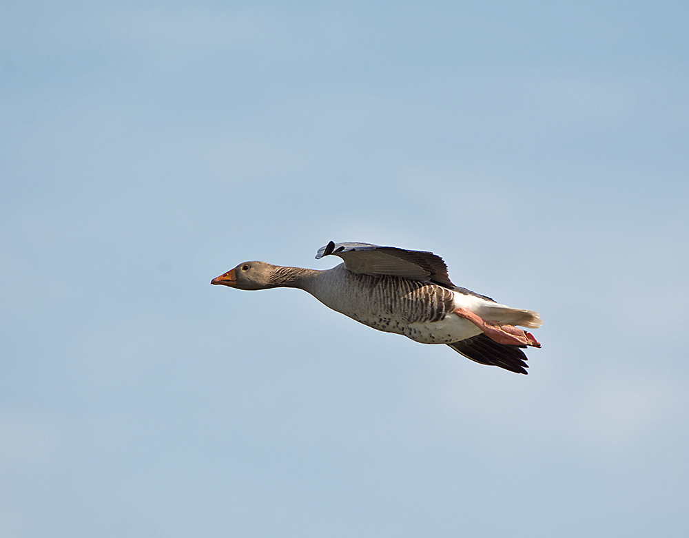 DSC_8048.jpg