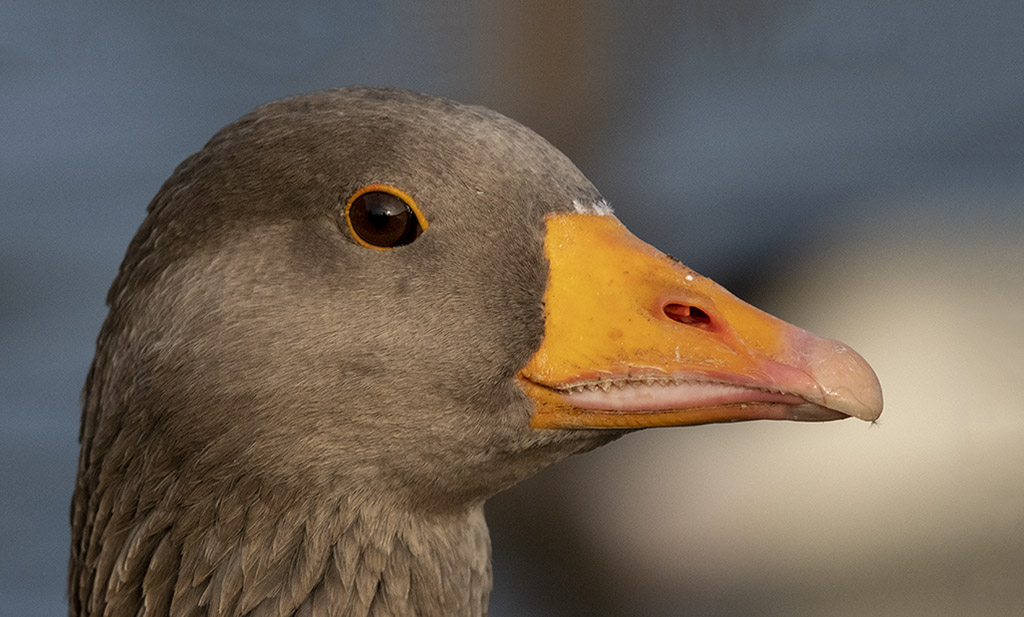 DSC_8049.jpg