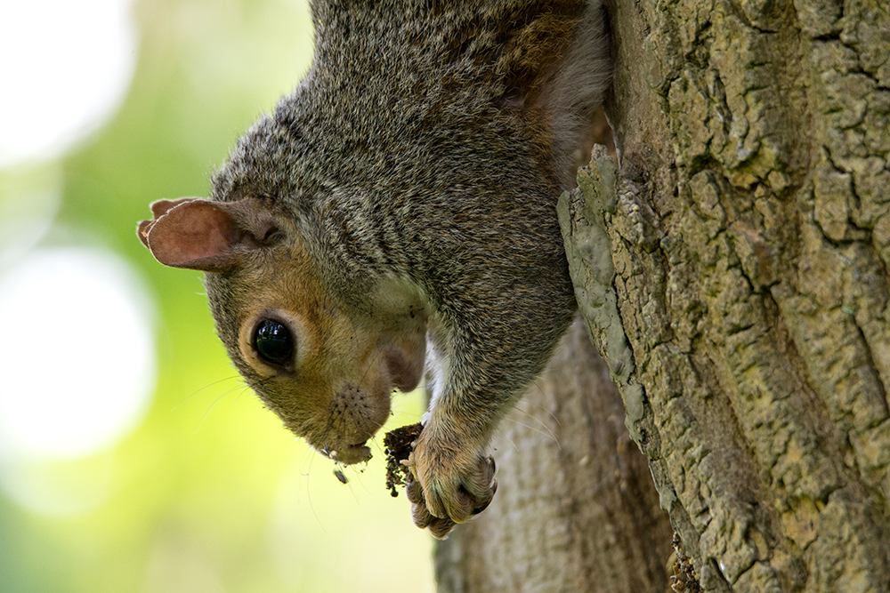 DSC_8052.jpg