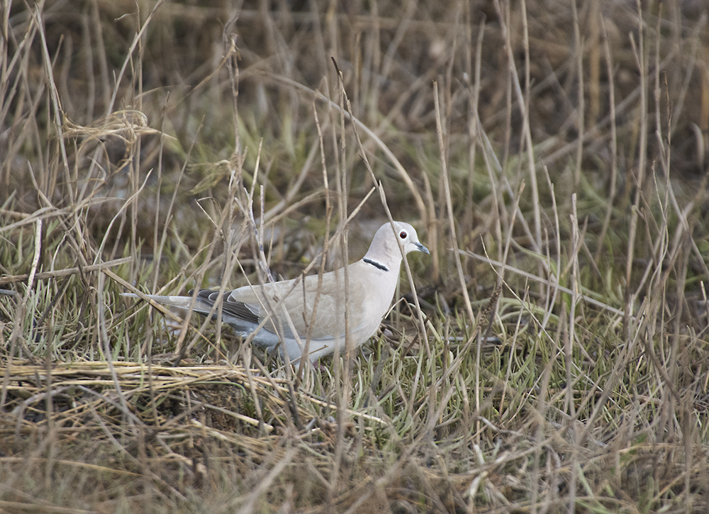 DSC_8052.jpg
