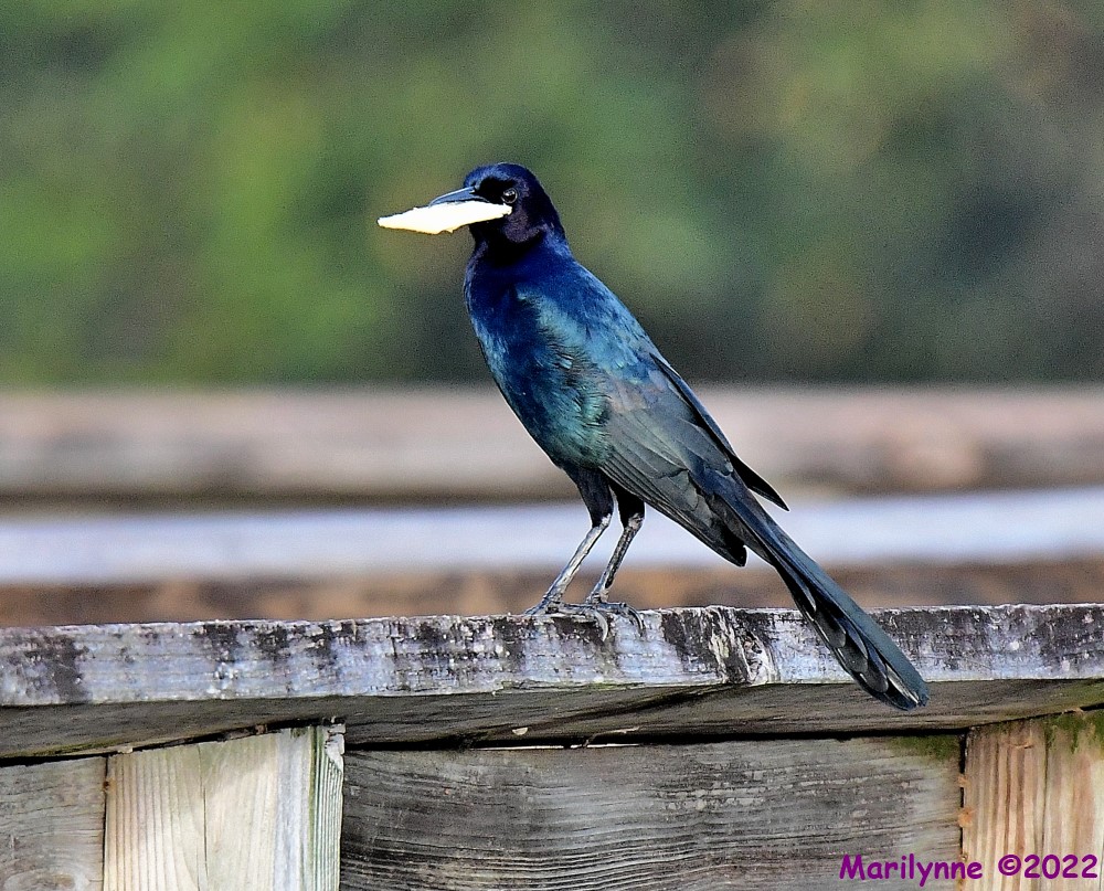 DSC_8052_001.JPG