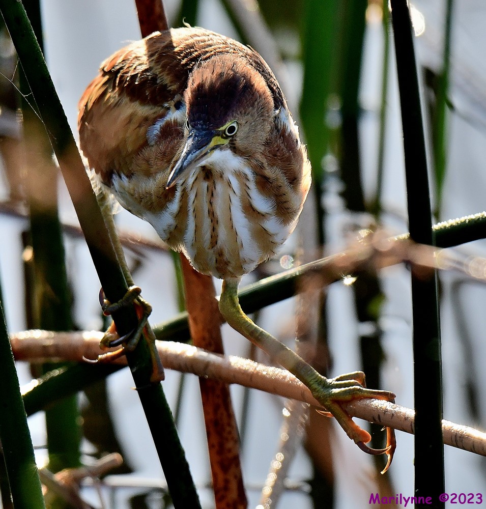 DSC_8056_001.JPG