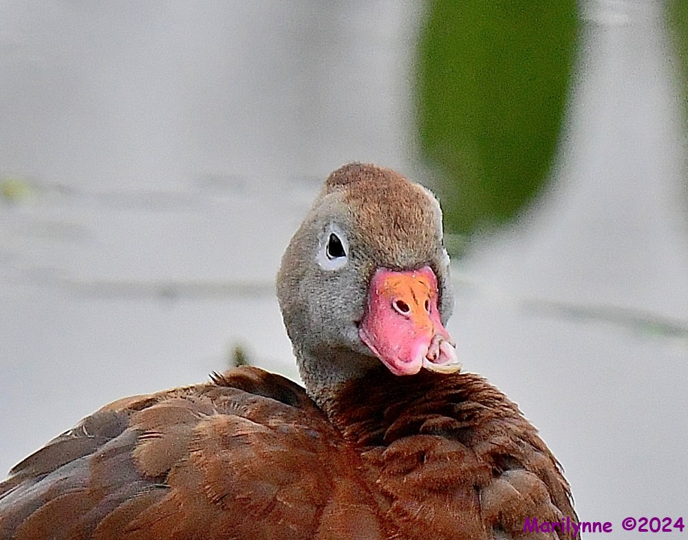 DSC_8056_001.JPG