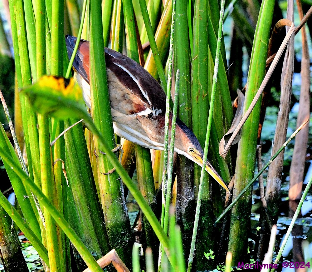 DSC_8057_001.JPG