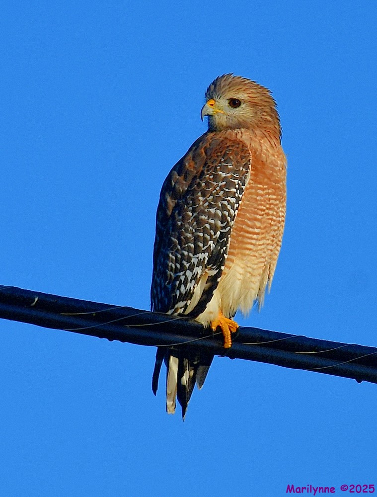 DSC_8057_001.JPG