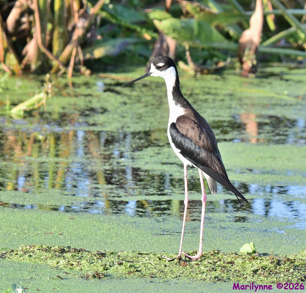 DSC_8058_001.JPG