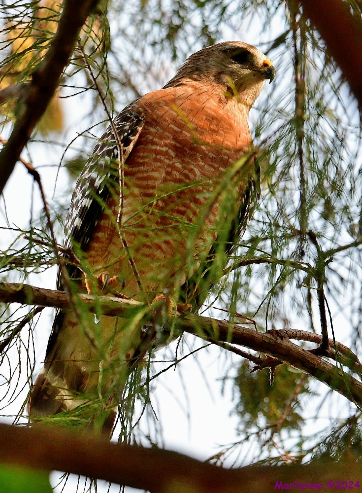 DSC_8060_001.JPG