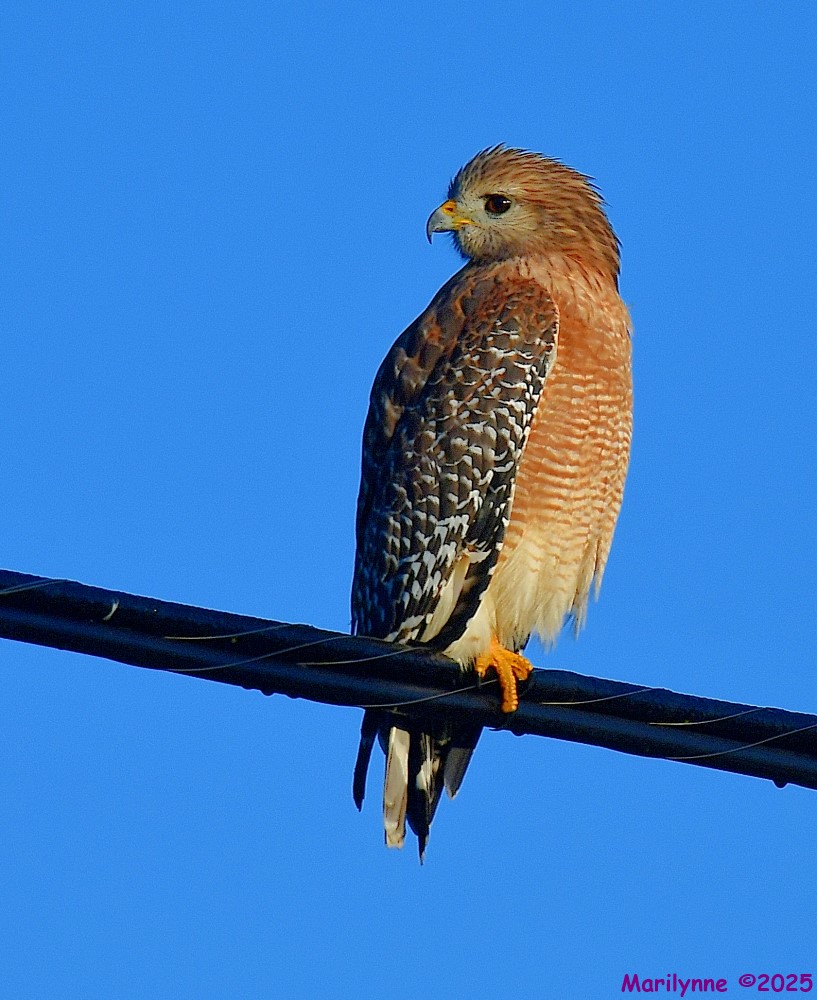 DSC_8061_001.JPG