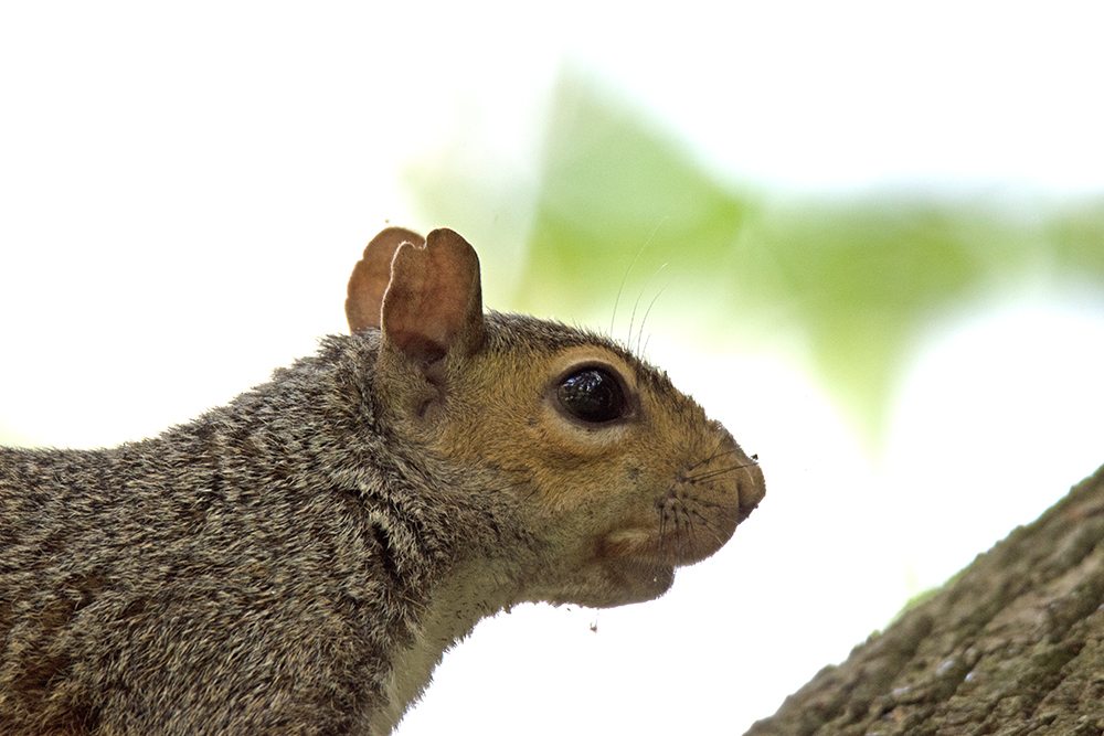 DSC_8064.jpg