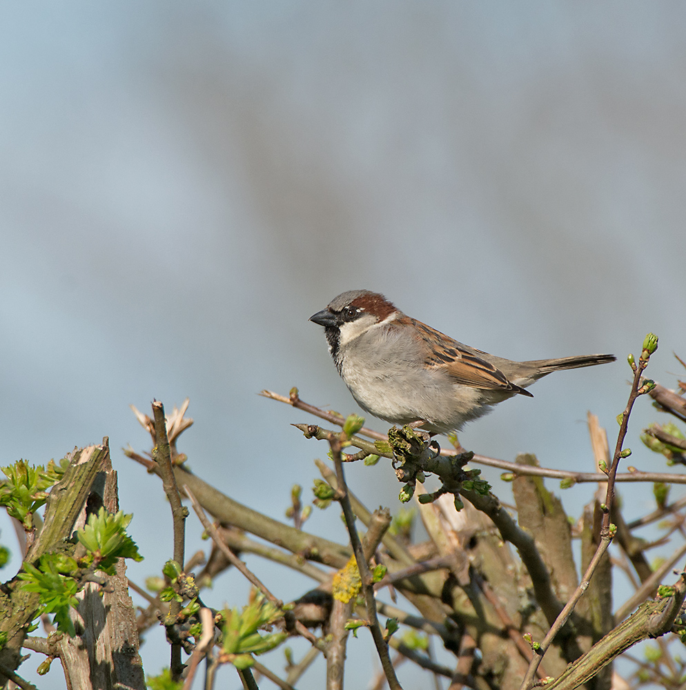 DSC_8064.jpg