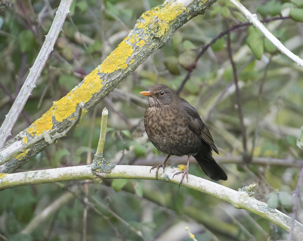 DSC_8064.jpg