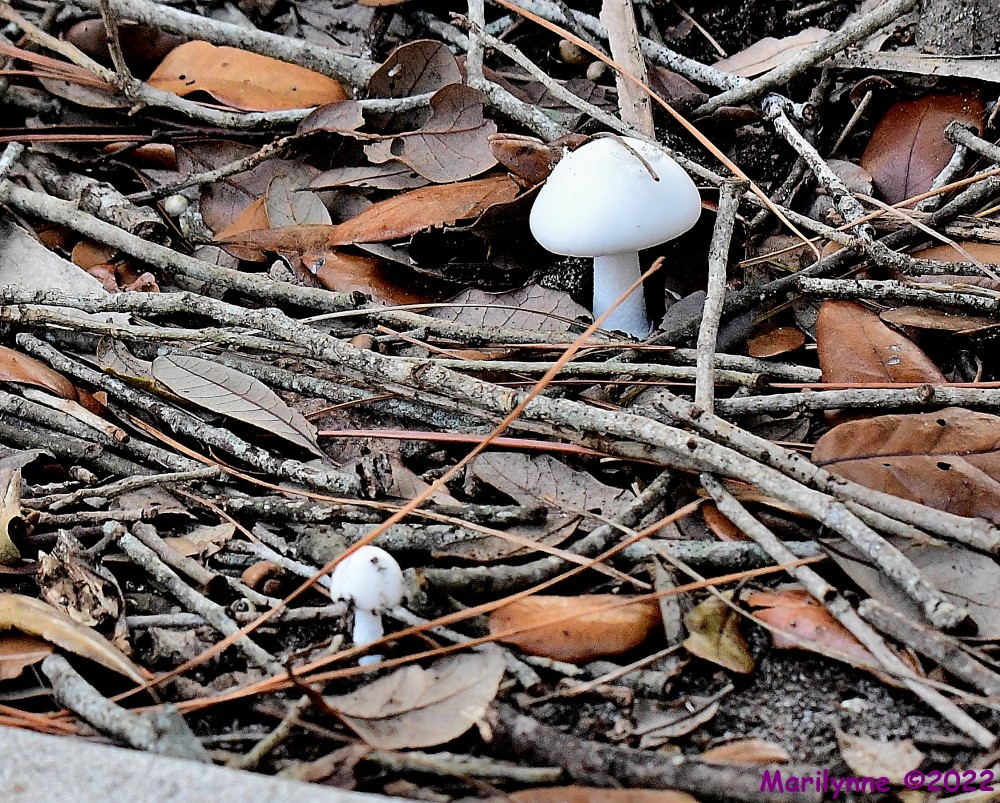 DSC_8064_001.JPG