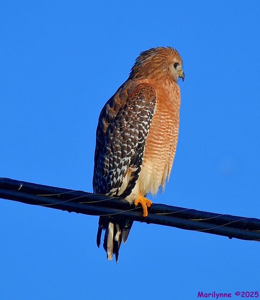 DSC_8065_001.JPG