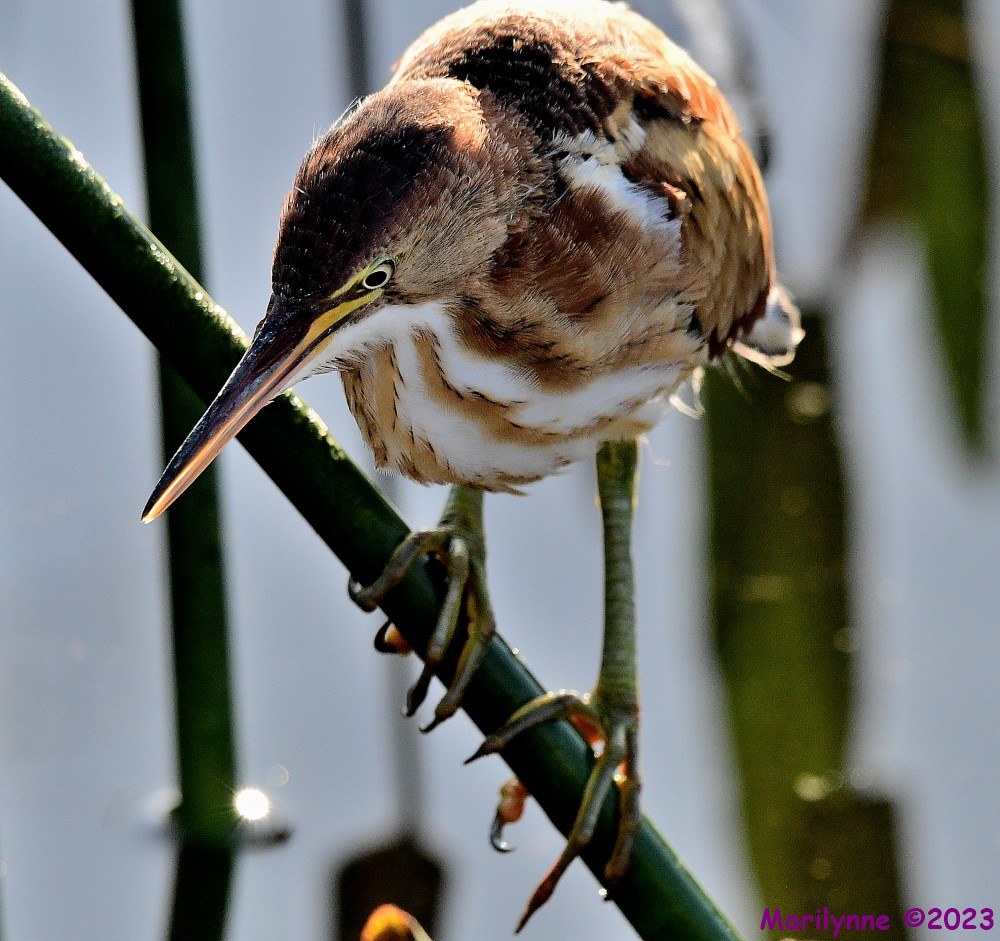 DSC_8067_001.JPG