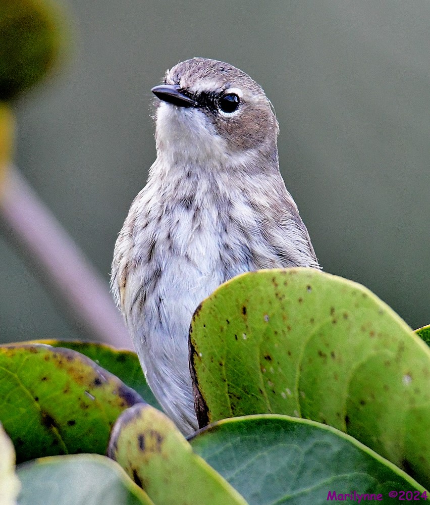 DSC_8067_001.JPG