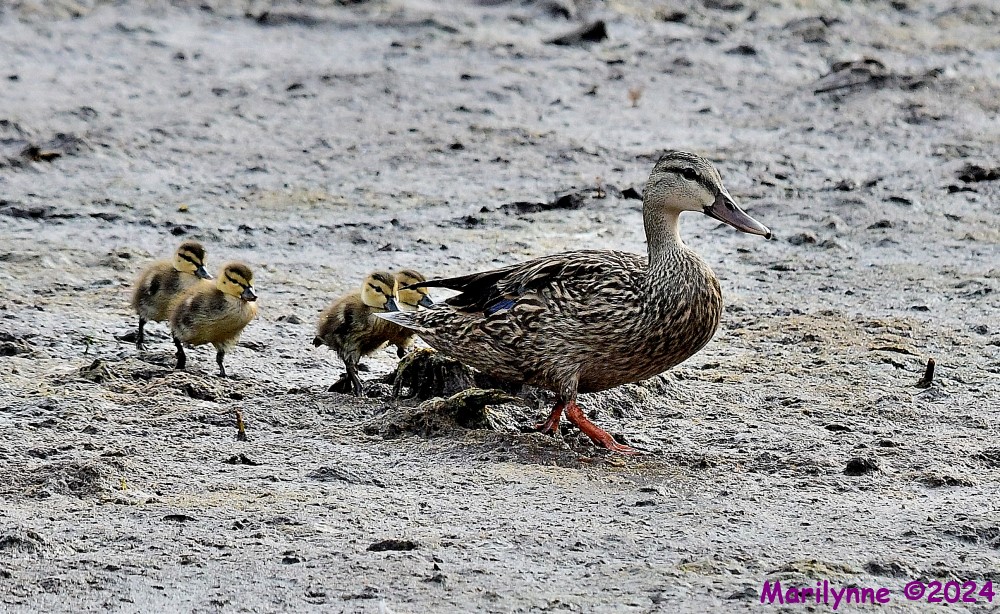 DSC_8068_001.JPG