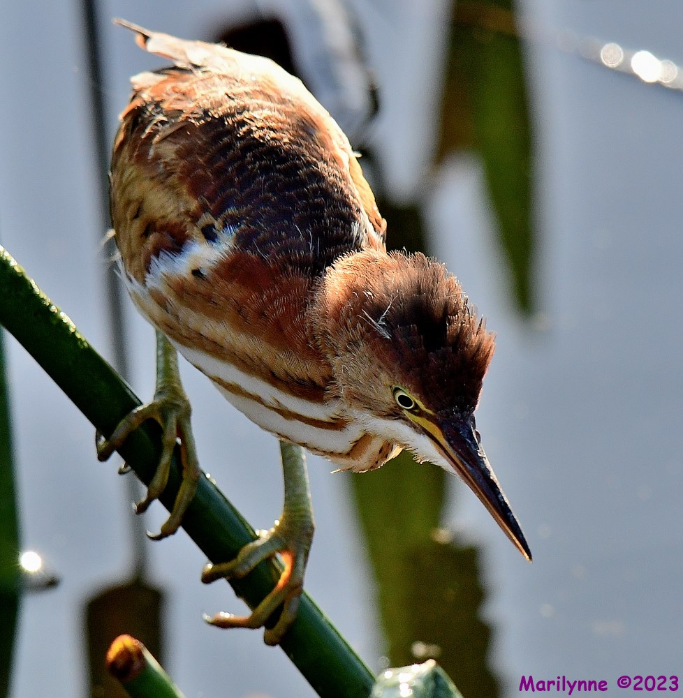 DSC_8069_001.JPG