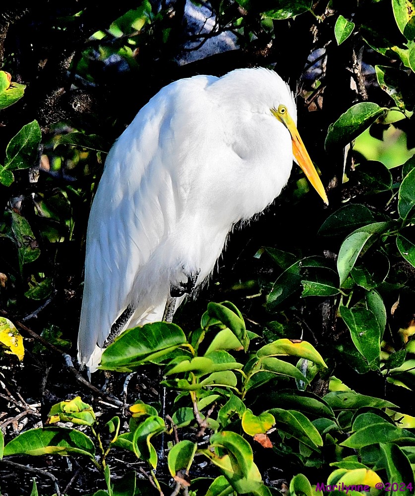 DSC_8069_001.JPG