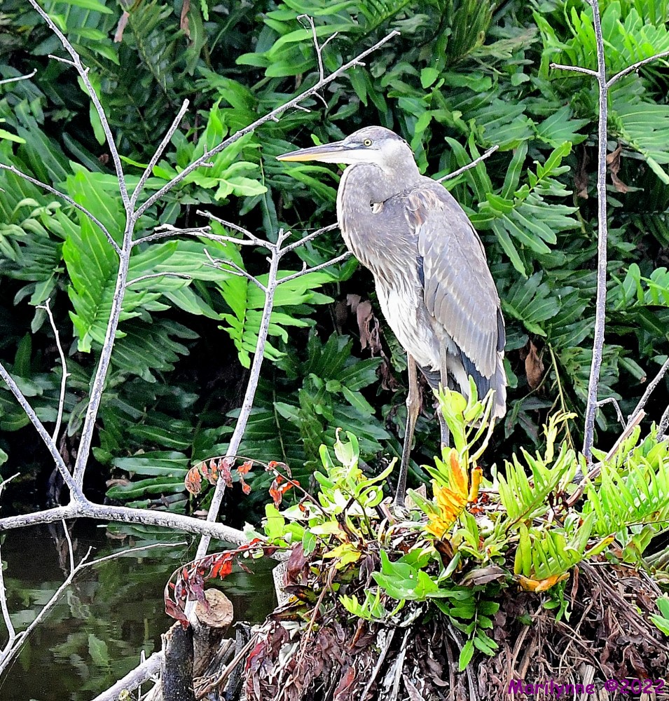 DSC_8071_001.JPG