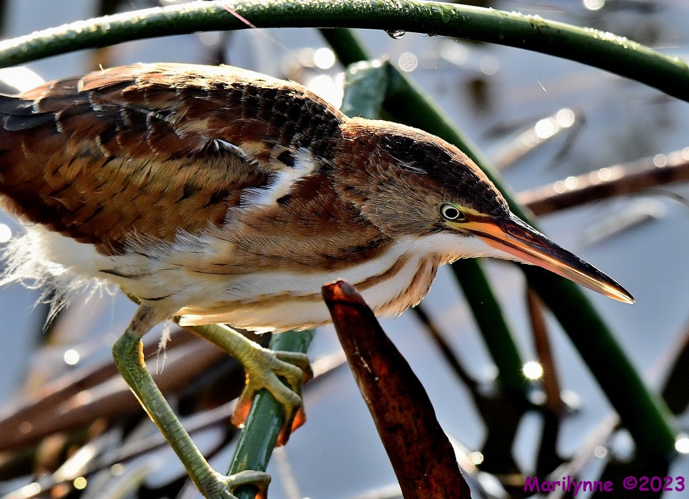 DSC_8072_001.JPG