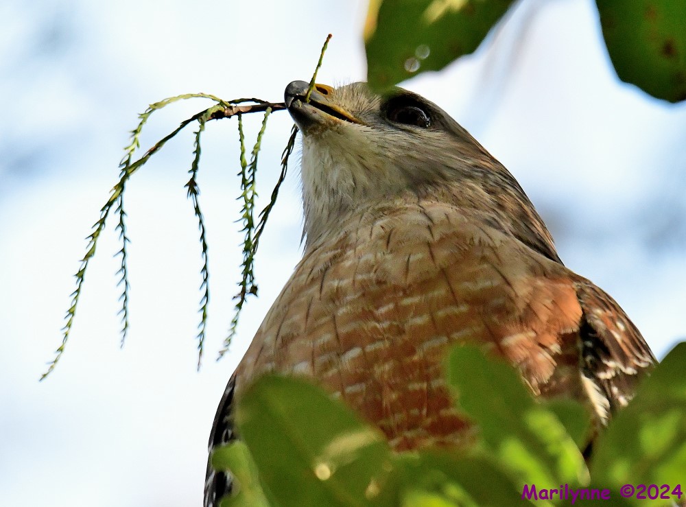 DSC_8072_001.JPG
