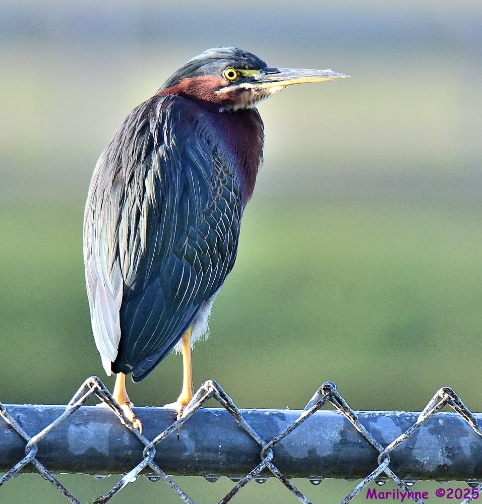 DSC_8072_001.JPG