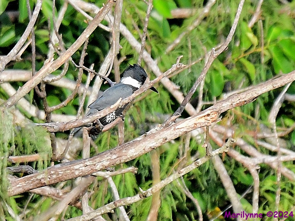 DSC_8074_001.JPG