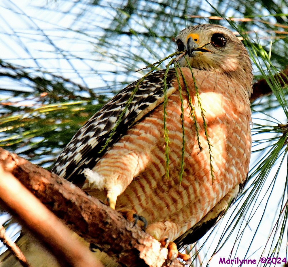 DSC_8074_001.JPG