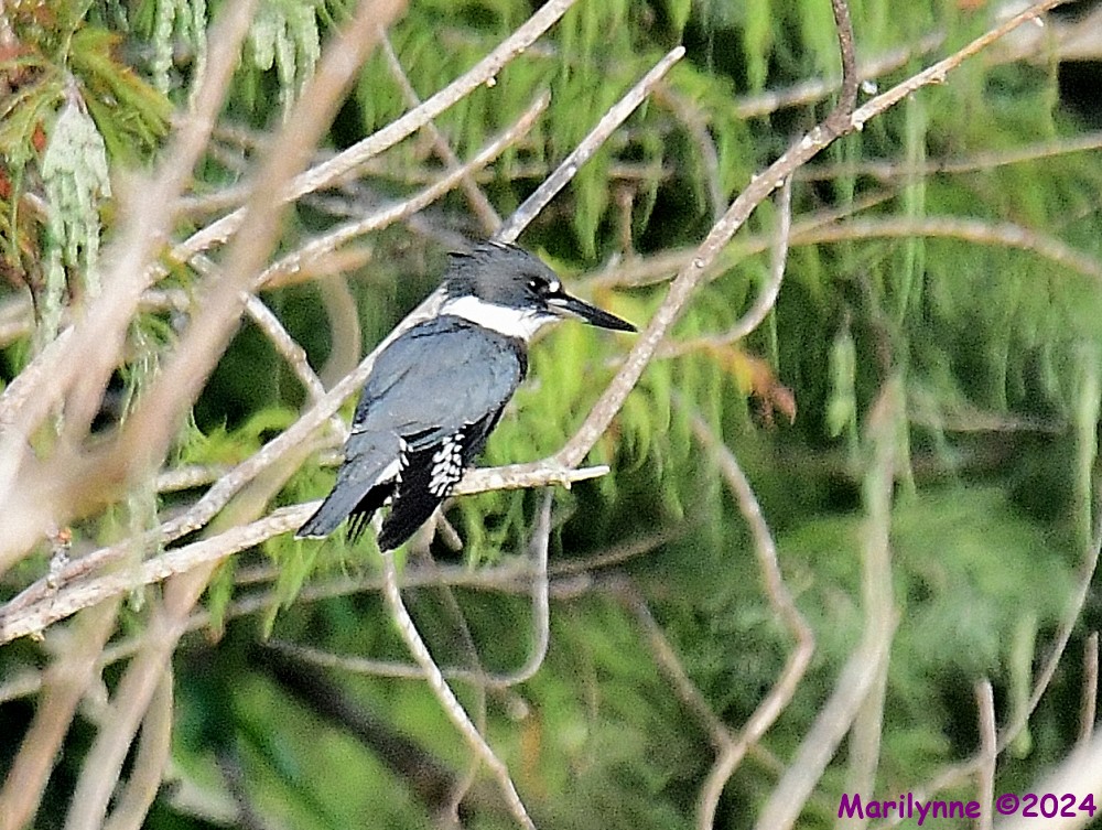 DSC_8076_001.JPG