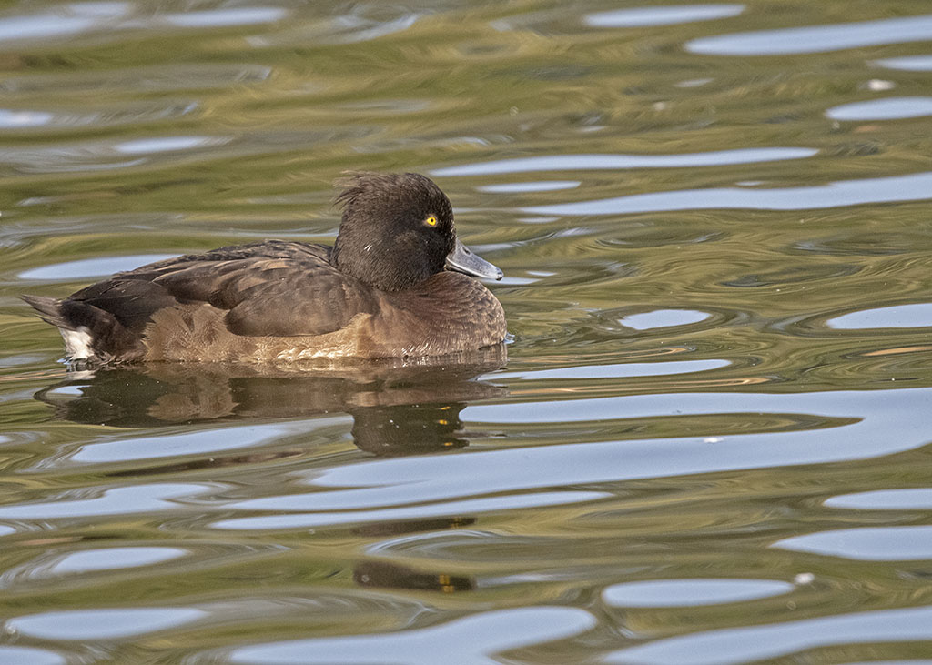 DSC_8077.jpg