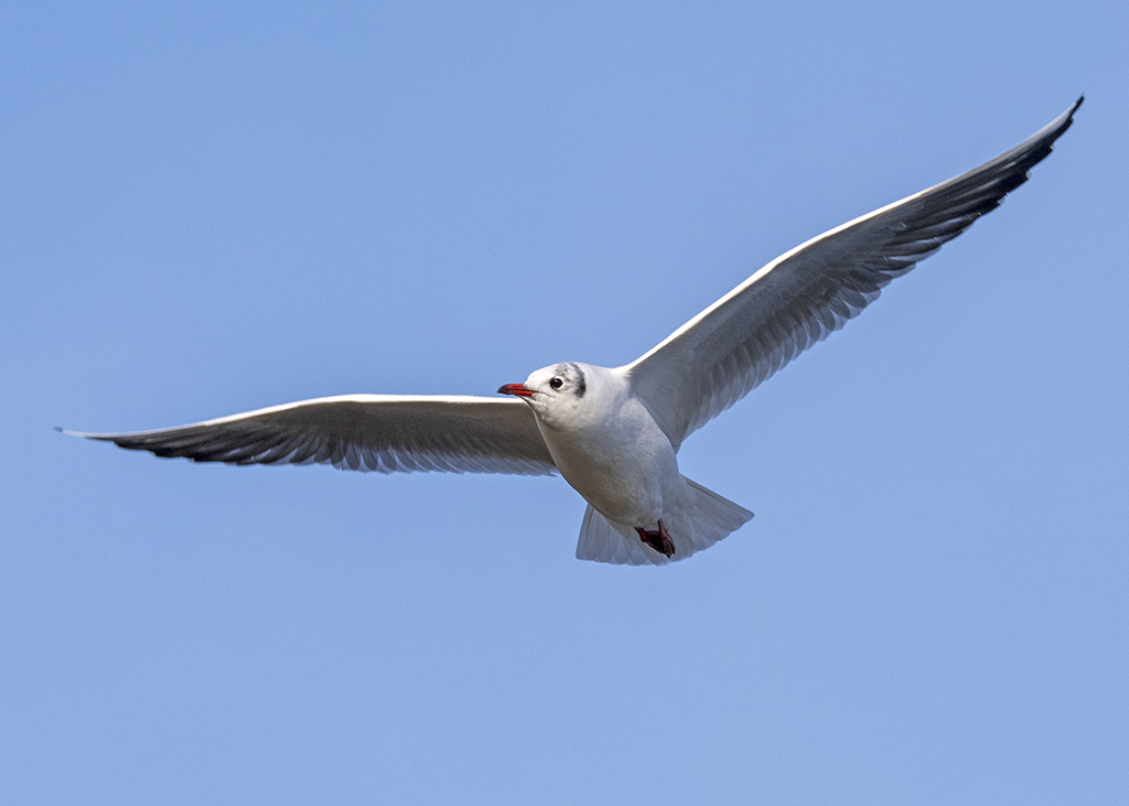 DSC_8078.jpg