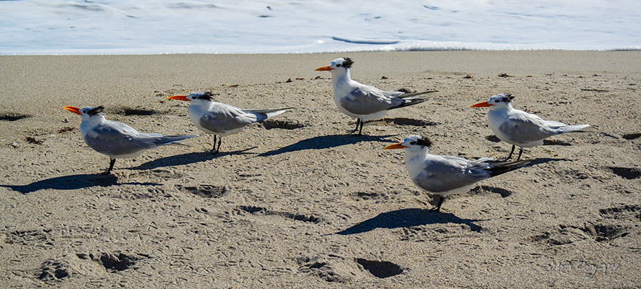 DSC_8080.jpg